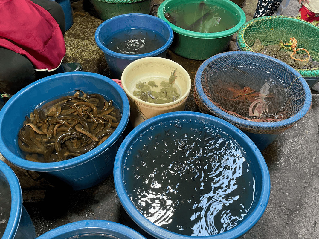 Tortues et anguilles au marché