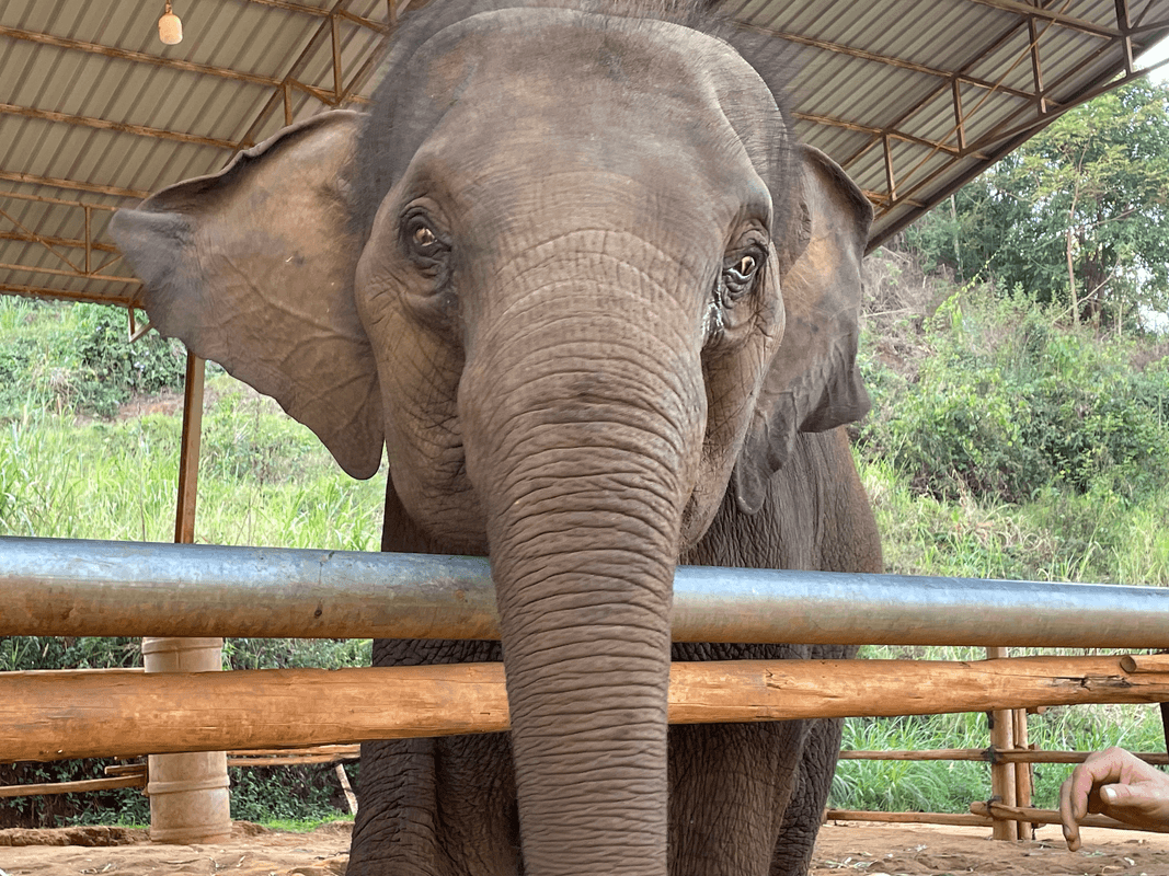 Éléphant marchant vers nous