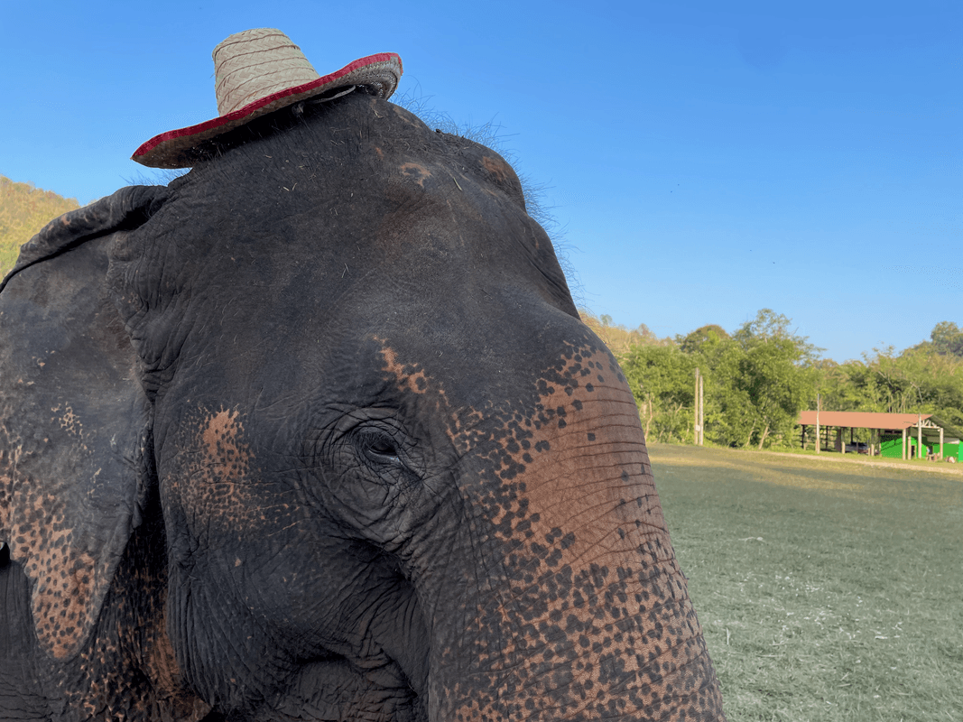 Éléphant avec un chapeau
