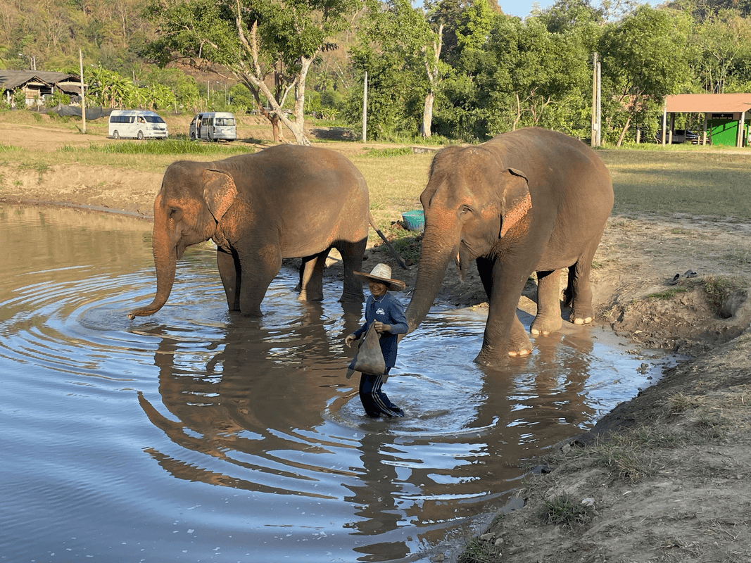 Baignade des éléphants
