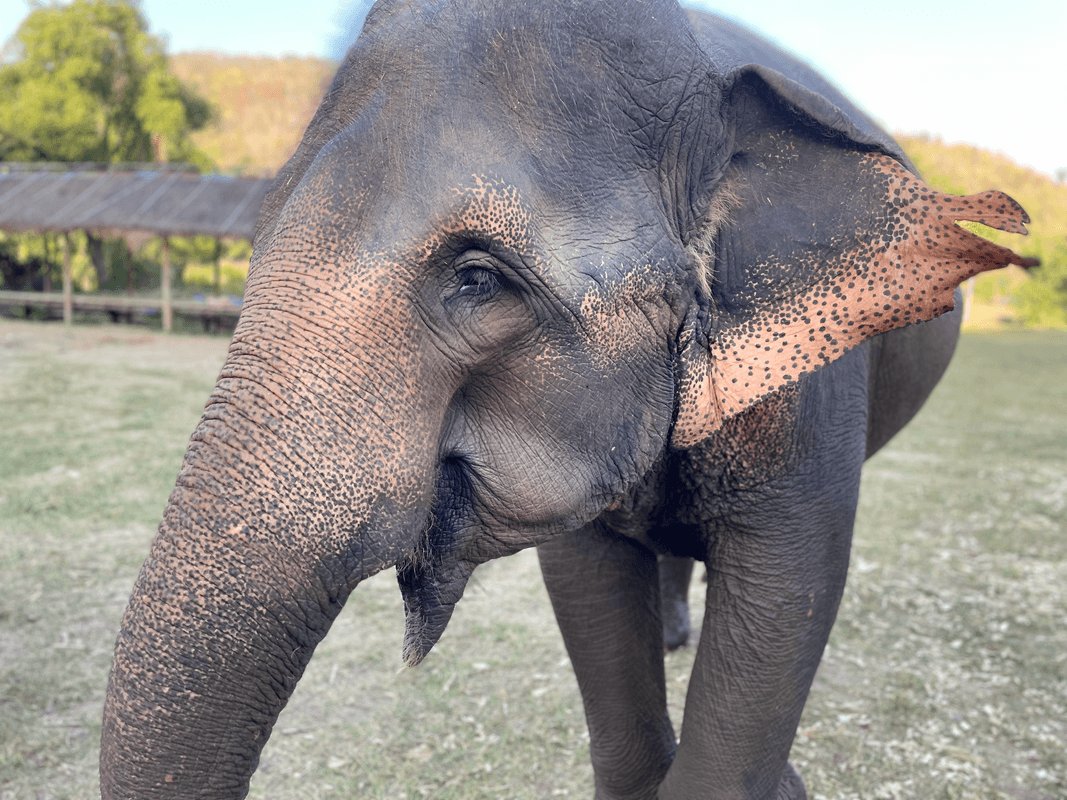 Éléphant dans un rayon de soleil