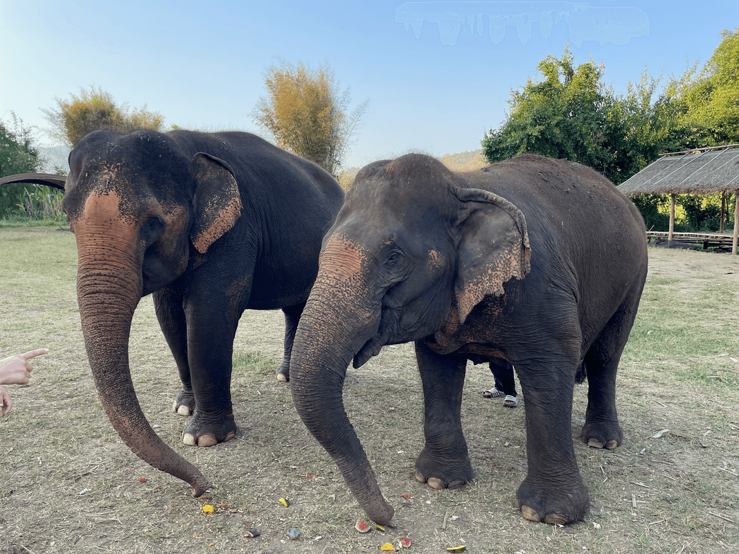 Deux joyeux éléphants
