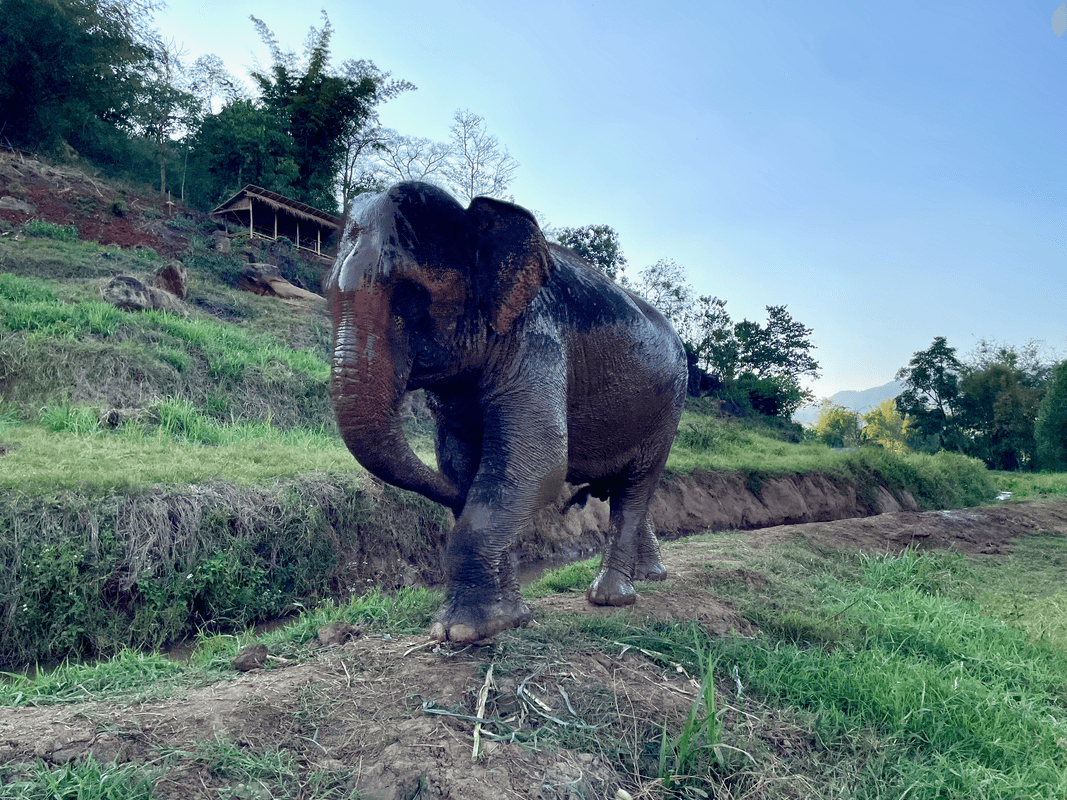 Éléphant luisant de boue