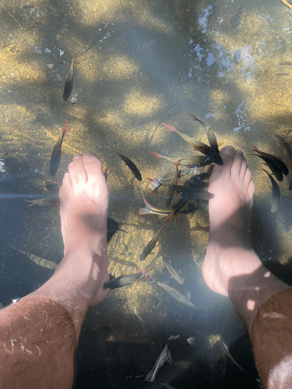 Fish spa