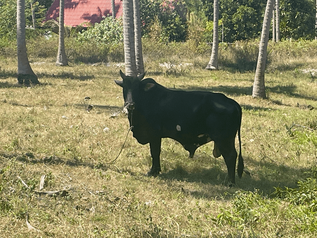 Zebu