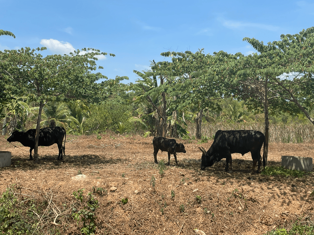 Zebus dans une clairière