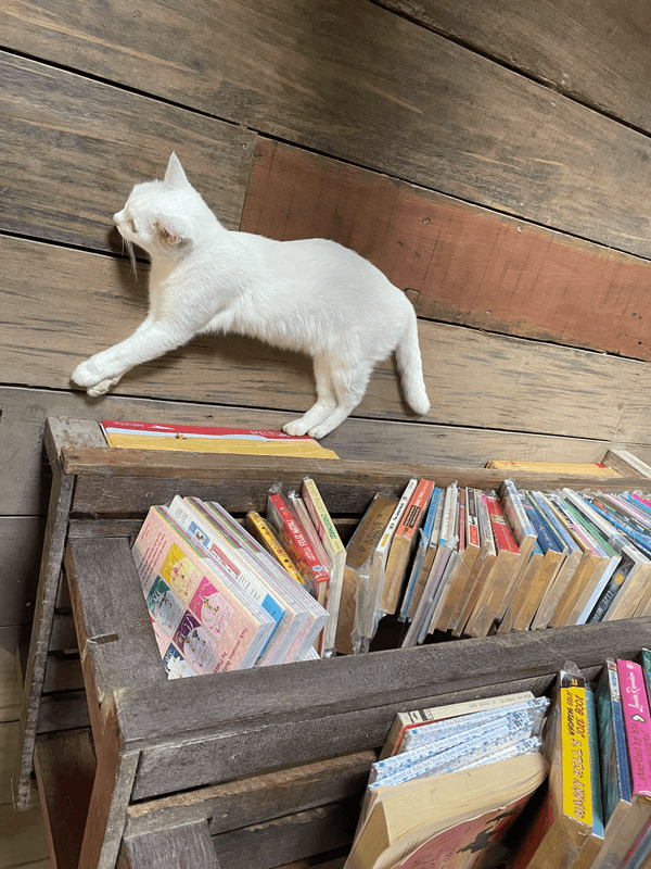 Chat allongé sur le parquet