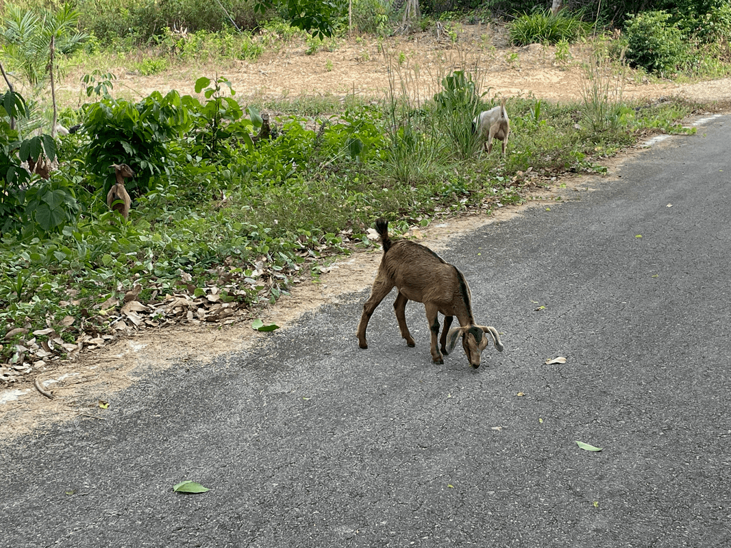Chèvre sur la route