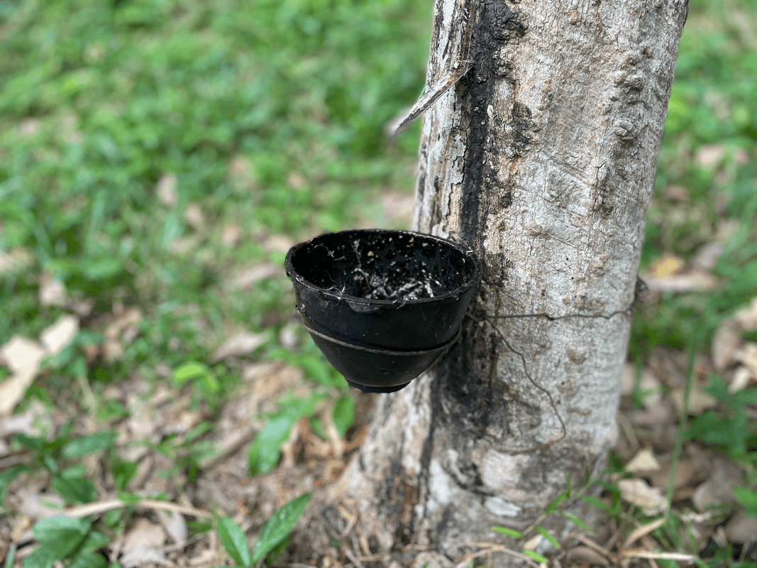 Récolte de caoutchouc