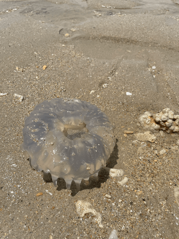 Méduse échouées sur le sable