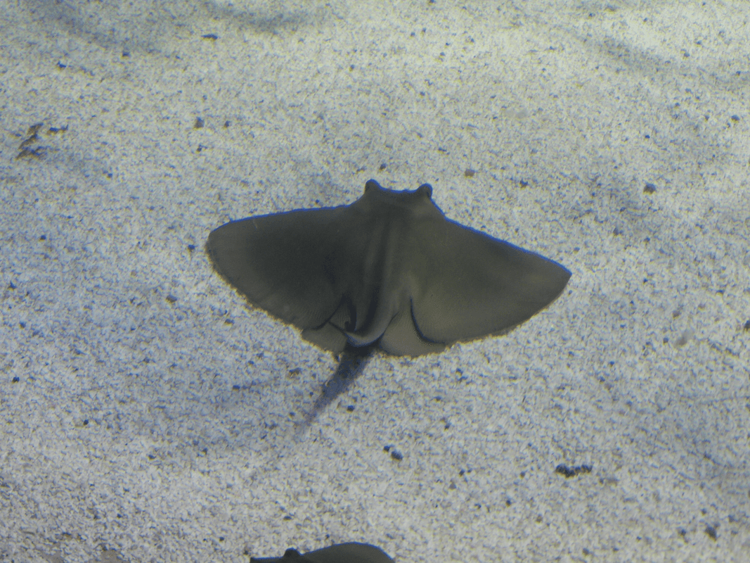Eagle ray