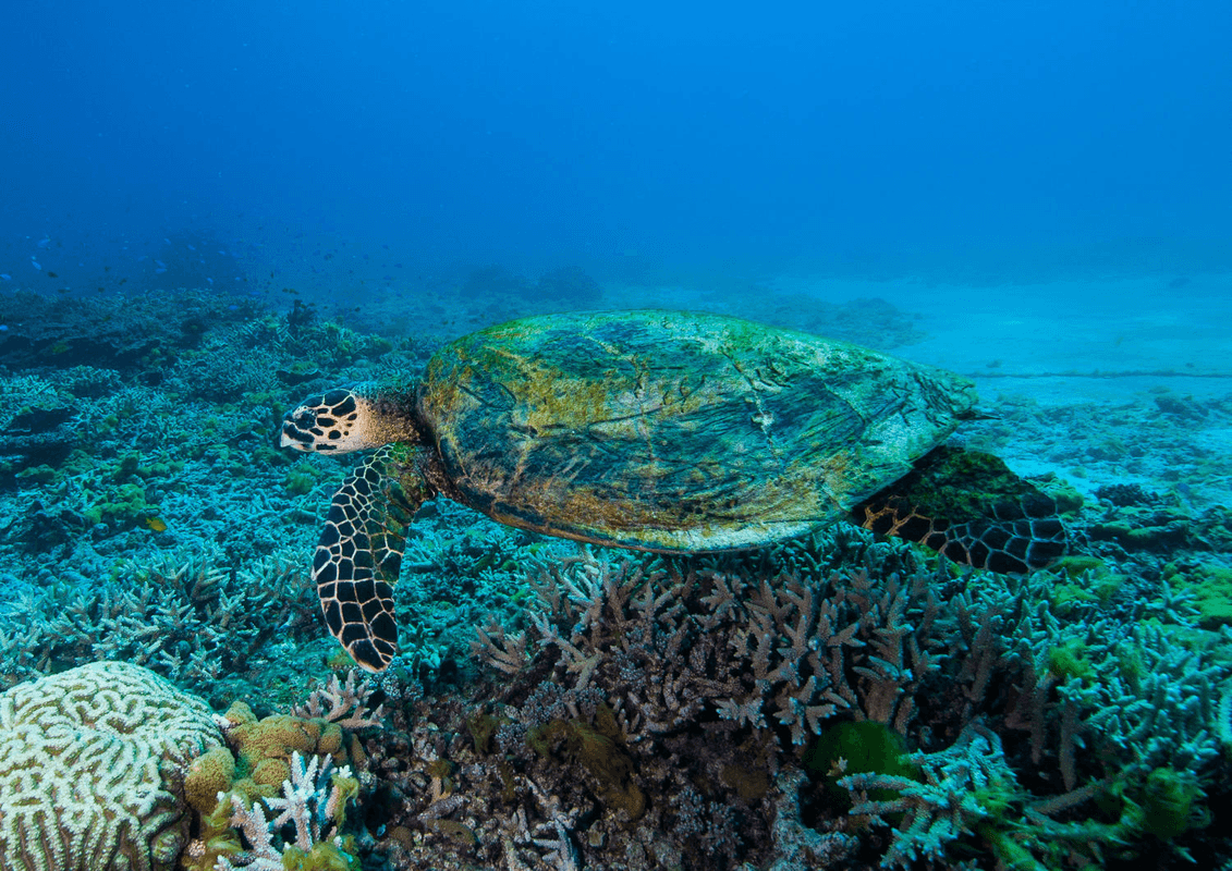 Hawksbill Turtle